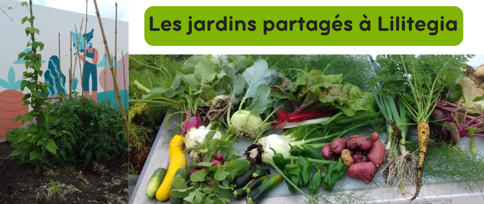 Evolution des jardins partagés à la résidence Lilitegia à Saint-Jean-de-Luz 